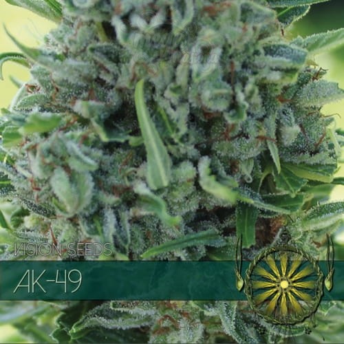 Vision Seeds - Ak-49
