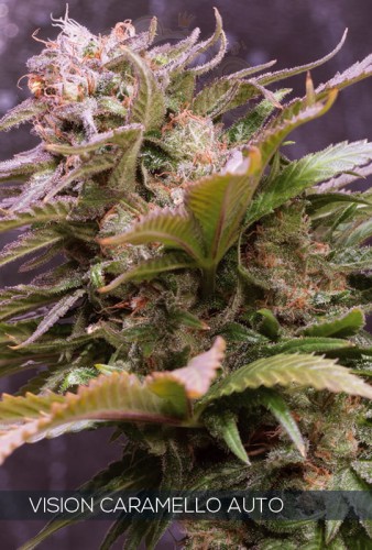 Vision Seeds - Vision Caramello Auto