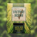 Victory Seeds - Auto Red Russian XXL