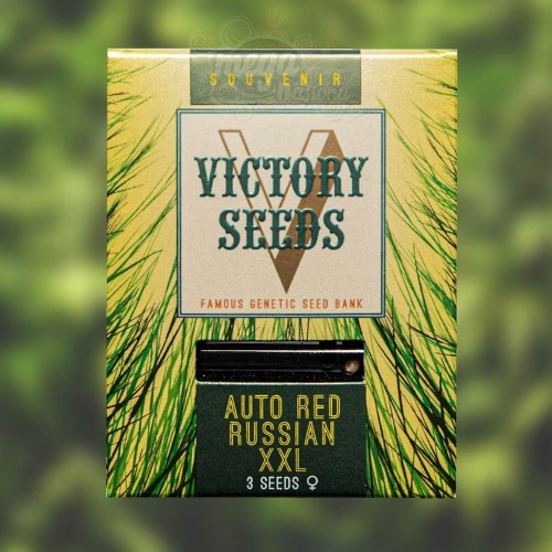 Victory Seeds - Auto Red Russian XXL