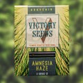 Victory Seeds - Amnesia Haze