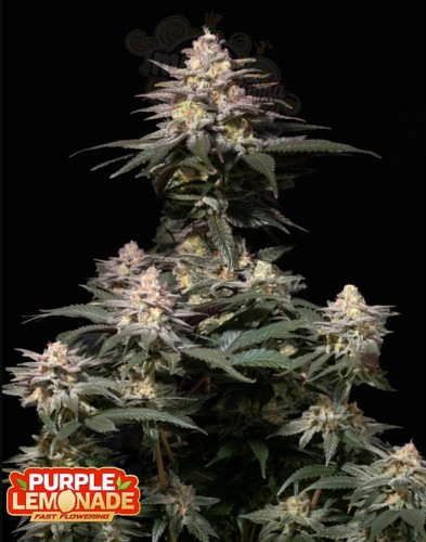 FastBuds - Purple Lemonade FF Fast Flowering
