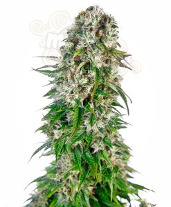 -40% SENSI SEEDS - Big Bud Automatic (3)