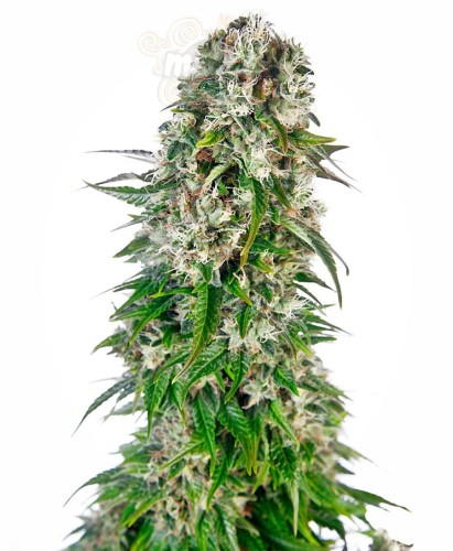 -40% SENSI SEEDS - Big Bud Automatic (3)
