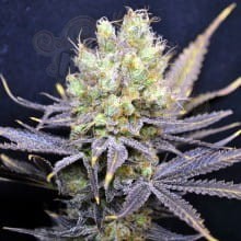 CBD Crew - CBD Nordle