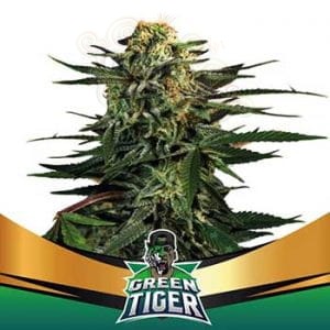 -50% BSF Seeds - Green Tiger Faster Flowering (4)