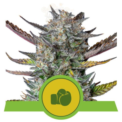 ROYAL QUEEN SEEDS - Purple Punch Auto