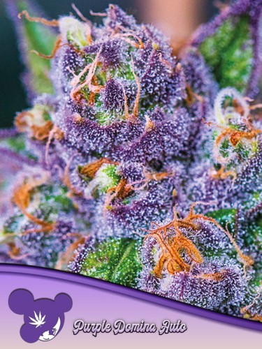 Anesia Seeds - Purple Domina Auto