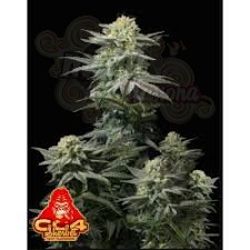 FastBuds - GG4 Sherbet FF Fast Flowering