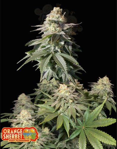 FastBuds - Orange Sherbet FF Fast Flowering