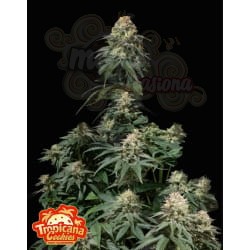 FastBuds - Tropicana Cookies FF Fast Flowering