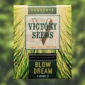 Victory Seeds - Blow Dream