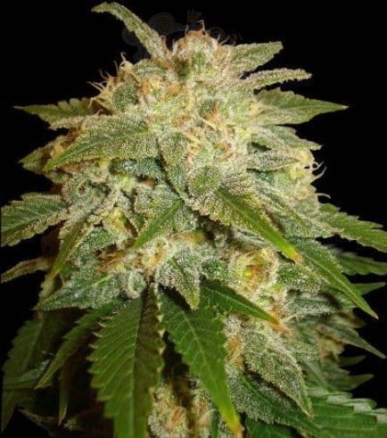 SOMA SEEDS - Kushadelic