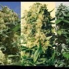 POSITRONICS - Indica Collector