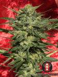SERIOUS SEEDS - Auto White Russian