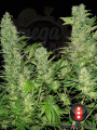 SERIOUS SEEDS - Double Dutch