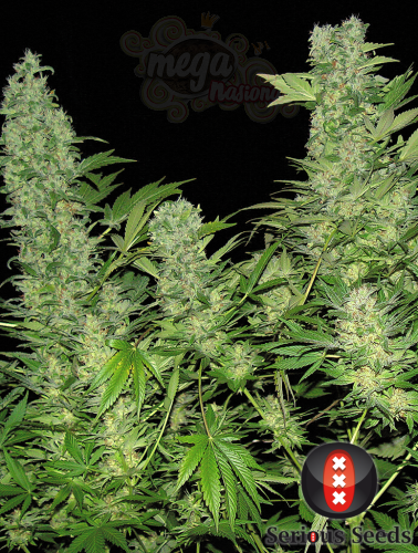 SERIOUS SEEDS - Double Dutch