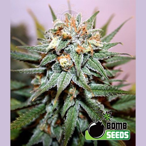 BOMB SEEDS - Hash Bomb