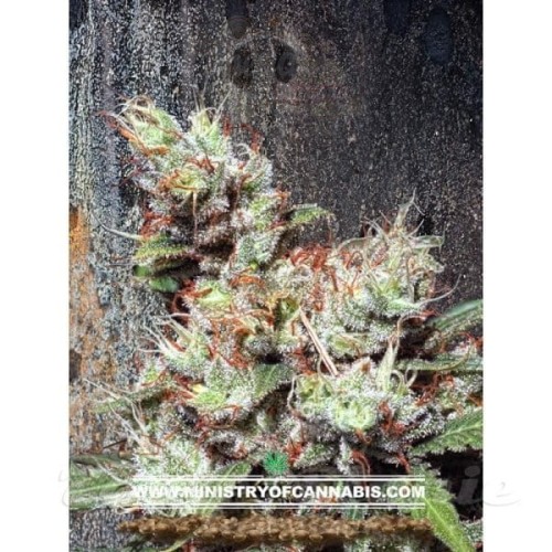 MINISTRY OF CANNABIS - Kandahar