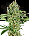 SENSI SEEDS - Critical Runtz