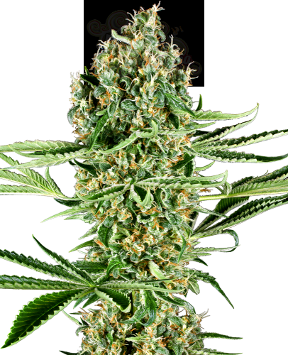 SENSI SEEDS - Critical Runtz
