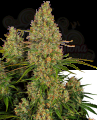 SENSI SEEDS - Sticky Orange XXL Auto
