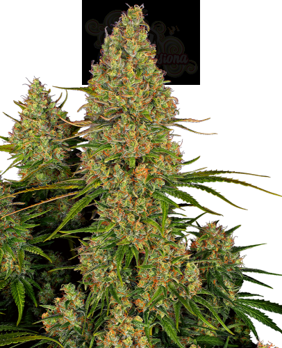 SENSI SEEDS - Sticky Orange XXL Auto