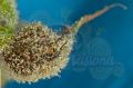 DINAFEM - Original Amnesia Autoflowering