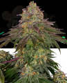 SENSI SEEDS - Sweet Cherry Kush