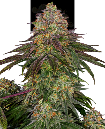 SENSI SEEDS - Sweet Cherry Kush