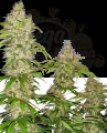 SENSI SEEDS - Banana Kush Cake