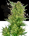 SENSI SEEDS - Buttercream Gelato