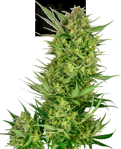 SENSI SEEDS - Buttercream Gelato