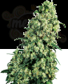 SENSI SEEDS - Skunk #1®