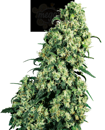 SENSI SEEDS - Skunk #1®