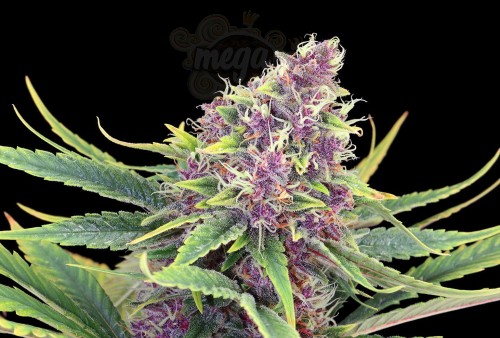 KANNABIA - Purple Kush