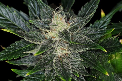 KANNABIA - GORILLA KING AUTO
