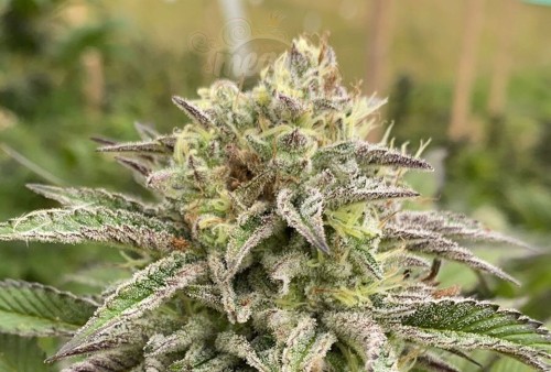 KANNABIA - BREAK-UP CAKE AUTO
