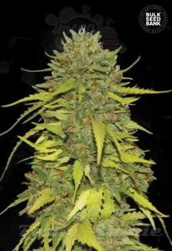 BULK SEED BANK - AK
