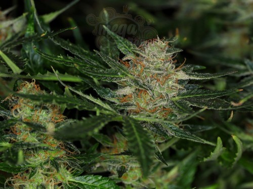 KANNABIA - DREAM SHERBET AUTO
