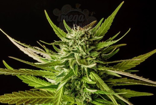 KANNABIA - DOSIDOS Auto