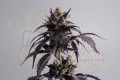 KANNABIA - Ginger Punch Auto
