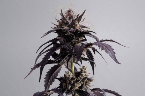 KANNABIA - Ginger Punch Auto