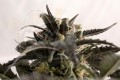 KANNABIA - Ginger Punch Auto