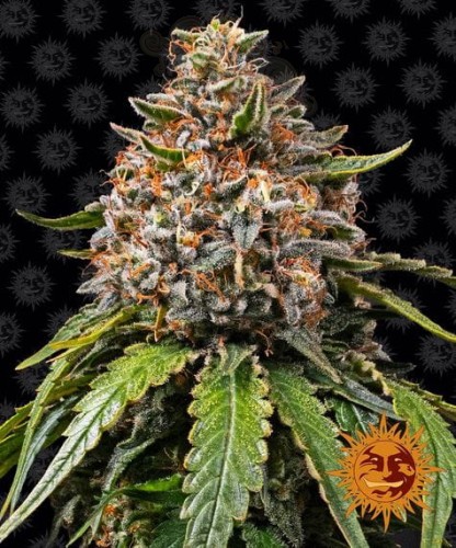 Barney's Farm - White Widow XXL Auto
