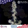 Buddha Seeds - Buddha Cookie