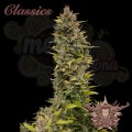 Buddha Seeds - Buddha AK