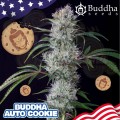 Buddha Seeds - Buddha Cookie Auto