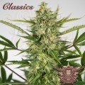 Buddha Seeds - Buddha AK Auto