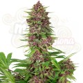 Buddha Seeds - Purple Kush